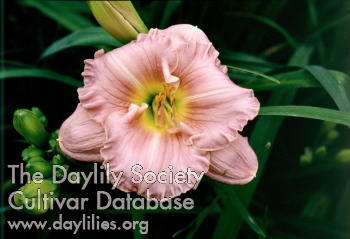 Daylily Frost of Heaven